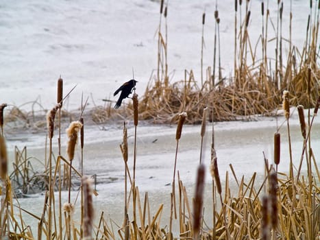 Red Winged Blackbird in a Frozen Marsh Area on an Overcast Day