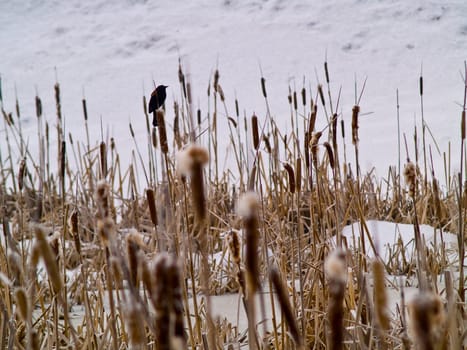 Red Winged Blackbird in a Frozen Marsh Area on an Overcast Day