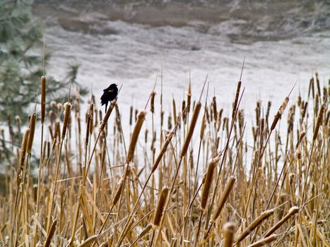 Red Winged Blackbird in a Frozen Marsh Area on an Overcast Day