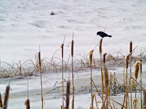 Red Winged Blackbird in a Frozen Marsh Area on an Overcast Day