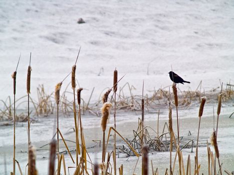 Red Winged Blackbird in a Frozen Marsh Area on an Overcast Day