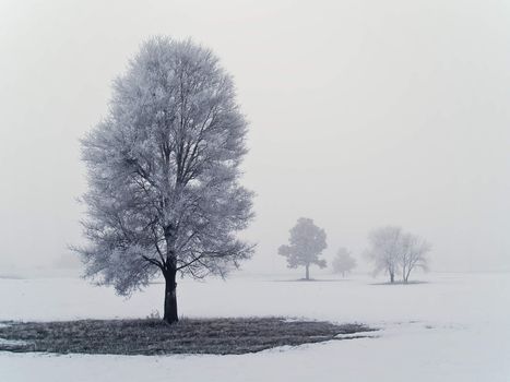 Frost covered tree on a misty, winter morning with the sun burning through the clouds