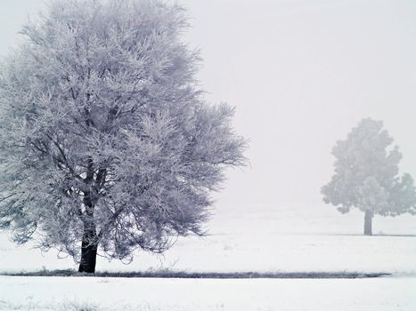 Frost covered tree on a misty, winter morning with the sun burning through the clouds