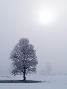 Frost covered tree on a misty, winter morning with the sun burning through the clouds