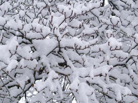 Snow Covered Bare Tree Branches in Winter