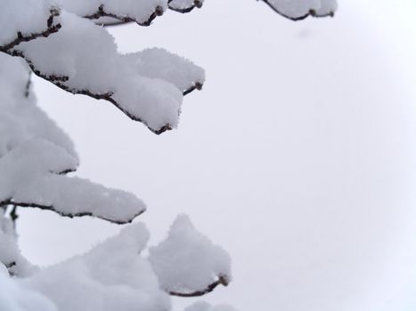 Snow Covered Bare Tree Branches in Winter