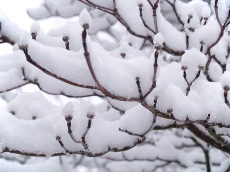 Snow Covered Bare Tree Branches in Winter