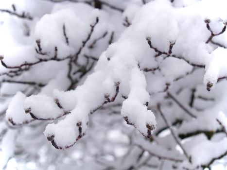 Snow Covered Bare Tree Branches in Winter