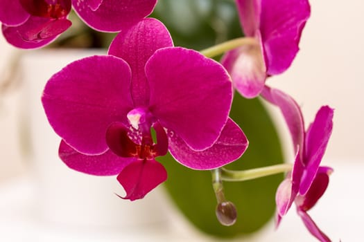 Dark pink orchid close up