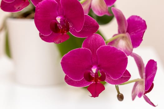 Dark vibrant pink orchid flower close up