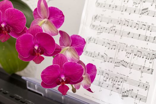 Dark pink orchid flower on a synthesizer