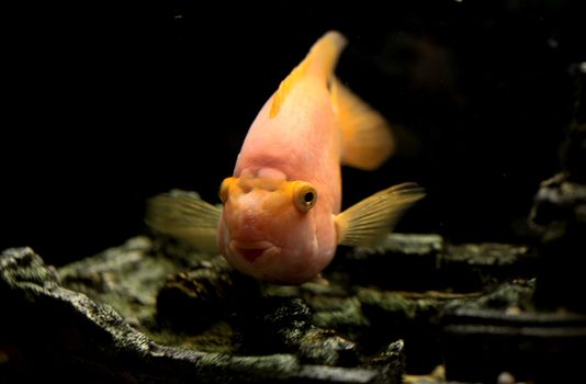 parrot fish