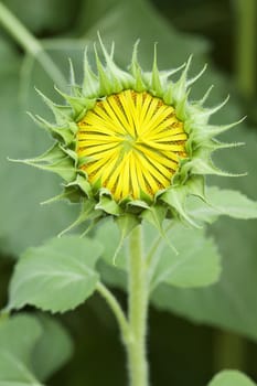 Bud sunflowers
