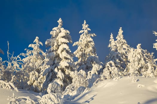 Winter landscape in the woods on a snowy hill