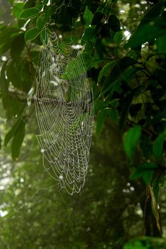 A huge spider web glistening in rainwaters on a mango tree, in the tropical forests in India.
