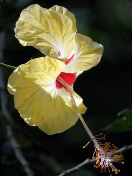 A beautiful view of a tropical flower lit in bright sunlight in dark surroundings.