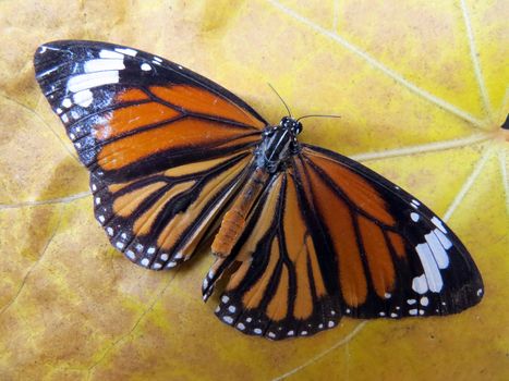 A beautiful emporer butterfly on a yellow colored leaf.                               