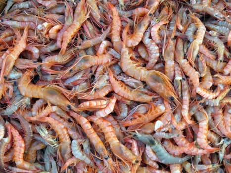 A background of a catch of many prawns an shrimps piled on each other.                               