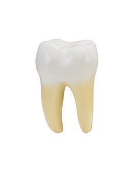 a tooth isolated on a white background