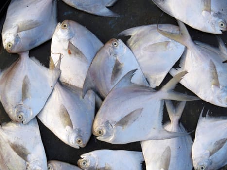 A background of a catch of pomfret fish for sale.                               