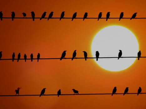 A school of birds against the backdrop of a huge setting sun.                               