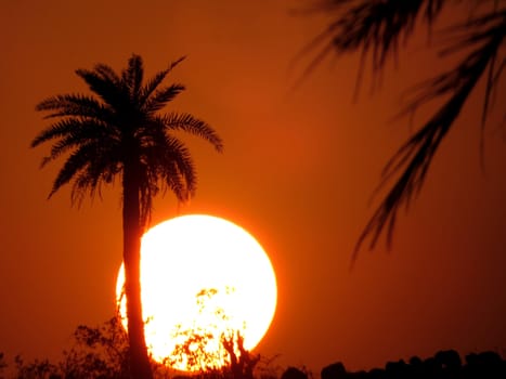 The huge setting sun behind a palm tree on a dry tropical desert.                               