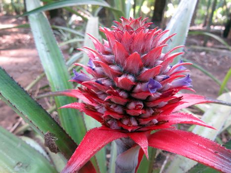 A red and lavender colored pineapple flower in a tropical jungle.                               