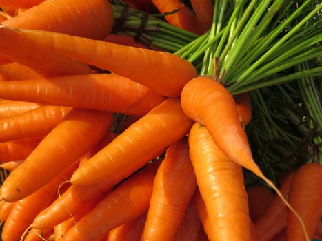 Background of fresh and luscious raw carrots fresh from a farm.