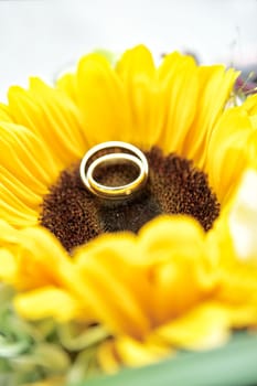 Two wedding rings on a yellow sun flower