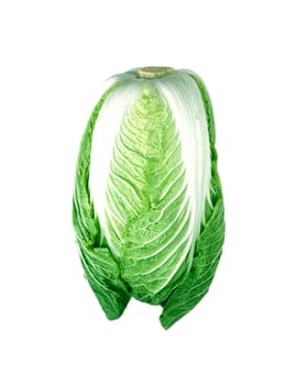 cabbage