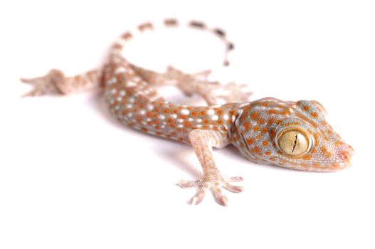 Gecko climbing on white background 