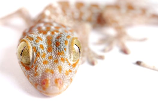 Gecko climbing on white background 