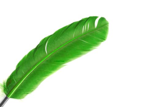 green feather in soft-focus view. Close-Up. With