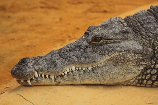 photograph of the head of a nile crocodile resting on the floor