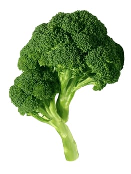 Fresh broccoli, isolated on white