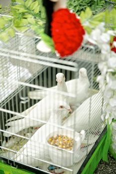 Doves in a cage waiting for the wedding ceromony