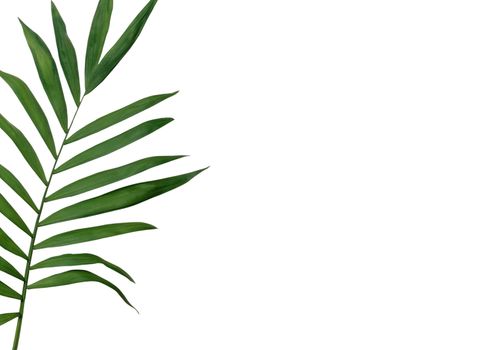 Green leaves isolated on white background