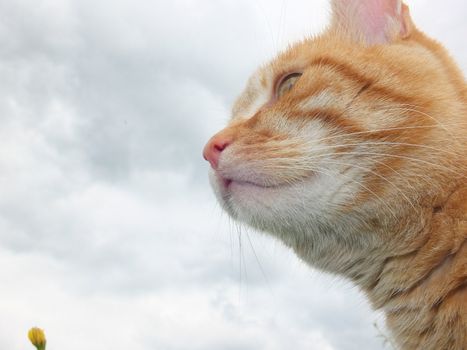 domestic cat outside in the field