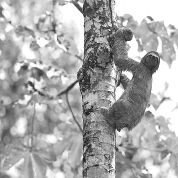 A Three-toed Sloth climbing down the tree in Manuel Antonio national park