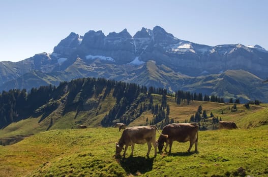 herd of cows in the background of the Swiss Alps