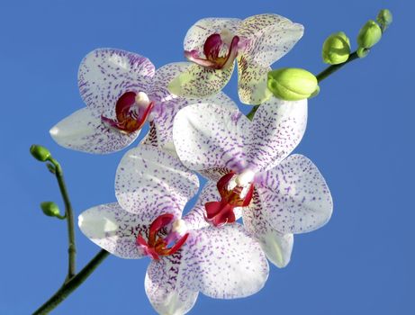 Beautiful orchid on blue background