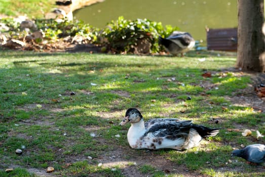 Duck with yellow beak and beautiful many-colored feathers sits on the green meadow