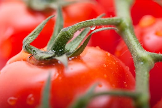 Closeup view of fresh ripe cherry tomatoes on a branch