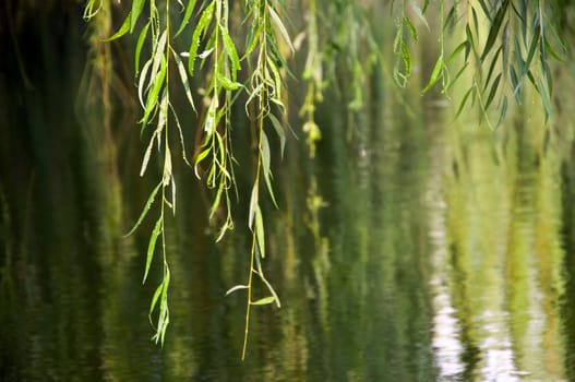 Tree leaves dropping from top in water background