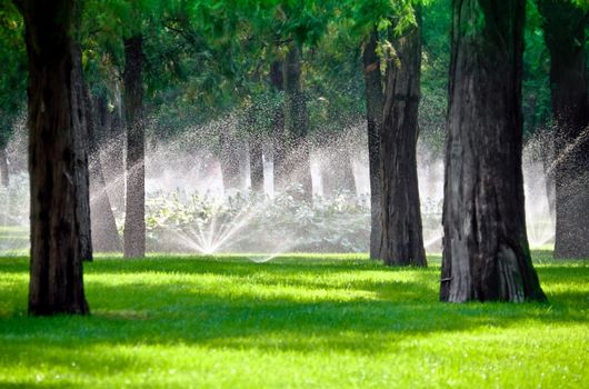 Sprinkler droplets in a lawn gardening with trees