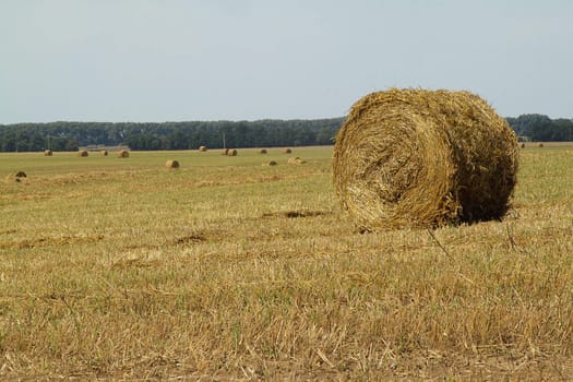 Haystacks on the field on sunny day