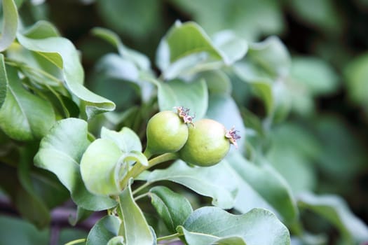 Small green pears on tree in garden, selective focus.