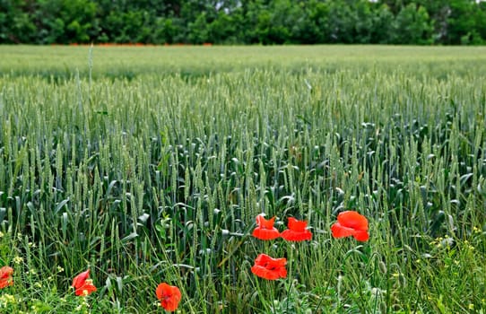 Red poppys among green dye on the field.