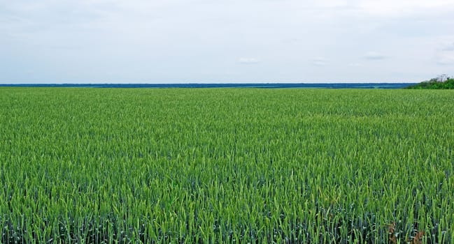 Field of green rye and cloudy sky. Tungsten weather.