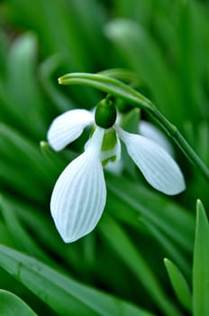Snowdrop with green leaves